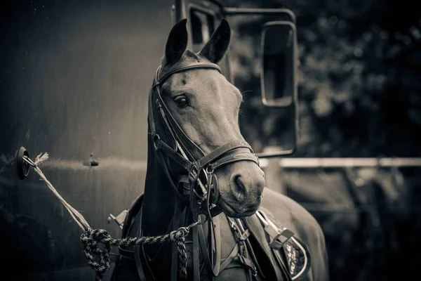 Een Pony Vastgebonden Aan Muur Wachtend Een Polo Rijwedstrijd Kirtlington — Stockfoto