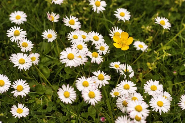 Close White Daisies One Yellow Buttercup Field — Stock Photo, Image