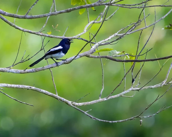 Över Vacker Orientalisk Magpie Robin Gren Skog — Stockfoto