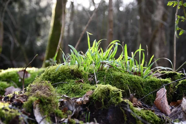 Les Herbes Mousse Soleil Matin Sur Forêt — Photo