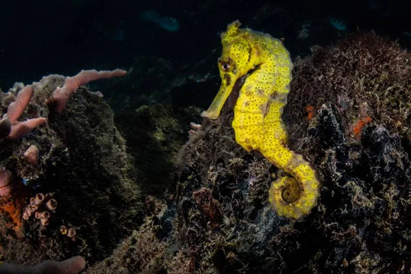 Beautiful View Yellow Longsnout Seahorse Hippocampus Reidi — Stock Photo, Image