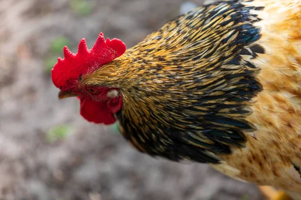 Bir çiftlikte arka planda bulanık bir horozun yakın plan çekimi.