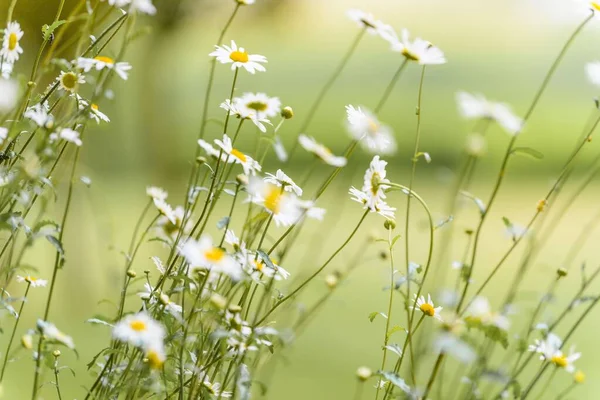 Eine Nahaufnahme Blühender Wilder Gänseblümchen Auf Einem Feld — Stockfoto