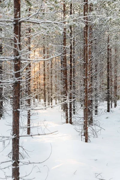 Een Verticaal Shot Van Het Besneeuwde Bos Finland Lapland — Stockfoto