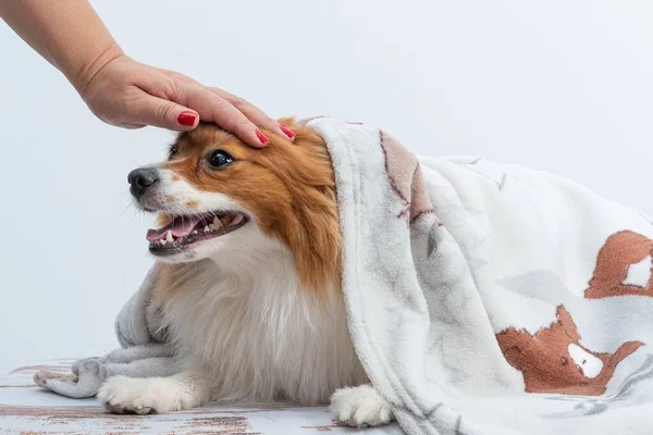 Mano Una Mujer Tocando Cabeza Spitz Con Una Manta Protegiéndose — Foto de Stock