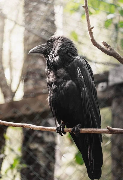 Black Raven Perched Branch — Stock Photo, Image