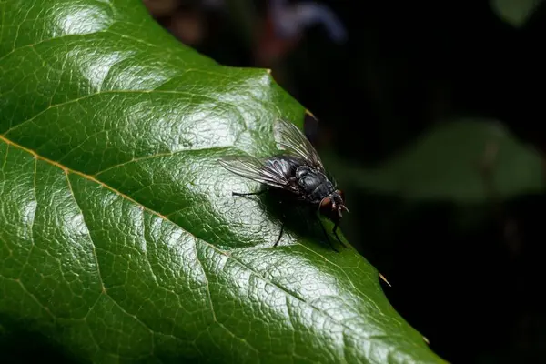 Vue Rapprochée Une Mouche Insecte Sur Feuille Verte — Photo