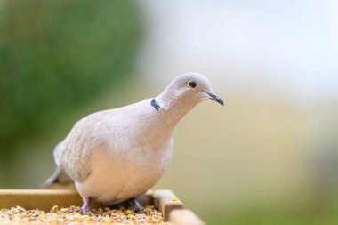 Avrasya yakalı güvercinin (Streptopelia dekaocto) yüzeysel odak noktası)