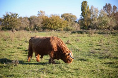 Otlakta otlayan bir dağ boğası