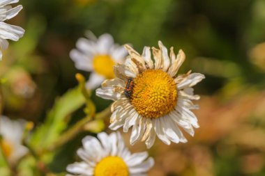 Kuru bir papatya çayı ve küçük bir yakınsak böcek larvası ya da çiçek üzerindeki uğur böceği larvası.