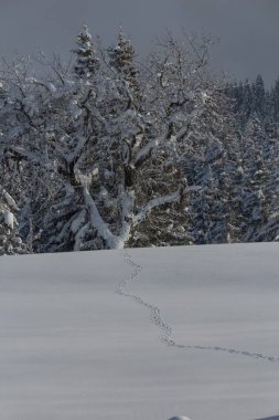 Dikey olarak karla kaplı ladin çiçekleri.