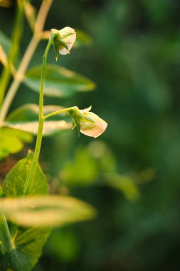 Sahada yaprakları olan yeşil bezelyelerin dikey odak noktası.