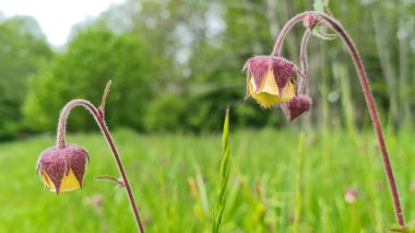 A closeup shot of Water avens in the field against a background of trees clipart