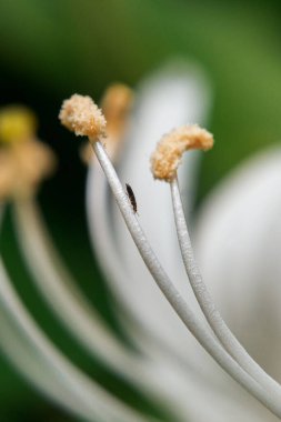 Çiçeğin ipliğindeki küçük böceğin dikey yakın görüntüsü