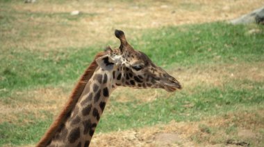 Kuzeyli bir zürafanın doğal arka plandaki yakın çekimi.