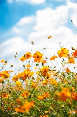 Güzel bir resim mavi gökyüzü, beyaz bulutlar ve bir kasımpatı içerir..