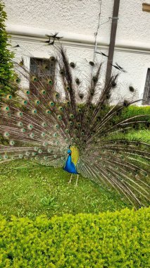 Bahçede Pavo kristali olan bir Hint Peafowl 'unun dikey çekimi..