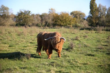 Otlakta bir dağ boğası sana bakıyor.