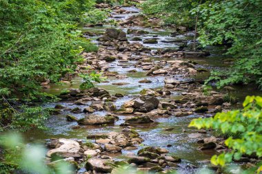 Yeşil dallarla kaplı taşlarla dolu uzun bir nehir.