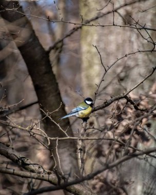 A vertical shot of a cute Great tit bird standing on the leafless tree branches