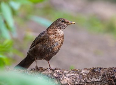 Ormandaki bir dalda sevimli bir karatavuğun yakın çekimi.