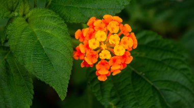 Yaprak arkaplanda küçük boy çiçek.