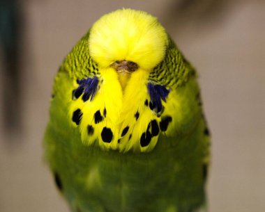 Bulanık bir arkaplanda sevimli bir Budgerigar 'ın yakın çekimi