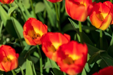 Bahçedeki güzel turuncu renkli lalelerin yakın çekimi.