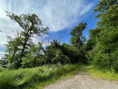 Mavi gökyüzünün altındaki ağaçların arasından geçen yol manzarası.