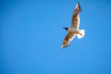 Gün boyunca gökyüzünde süzülen bir martının yakın çekim görüntüsü.