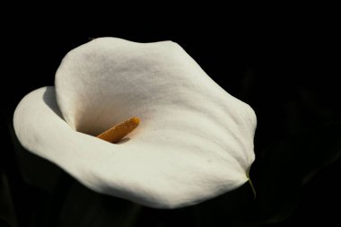 Siyah bir arkaplanda izole edilmiş bir kallanın yakın plan çekimi.