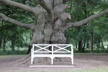 Ağacın önünde küçük beyaz bir bank, arkasında koca bir gövde ve arka planda bir orman var.