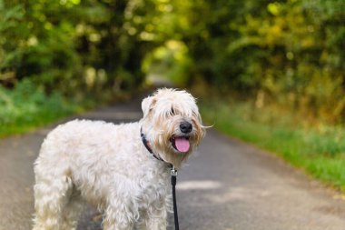 Parkta pofuduk beyaz bir köpeğin yakın çekimi.
