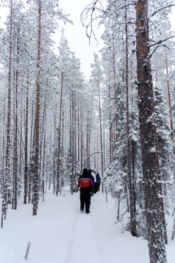 Finlandiya 'da donmuş ormanda kar botlarıyla yürümek