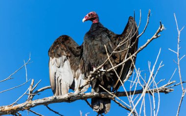 Yapraksız bir ağaçtaki akbabanın yakın plan fotoğrafı.