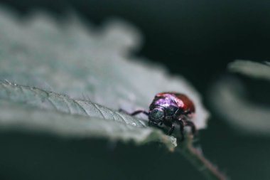 Bulanık bir arkaplanda yeşil bir yaprak üzerinde bir böceğin yakın çekimi