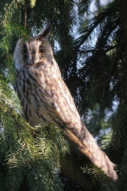 Ağaç dalına tüneyen beyaz bir baykuş