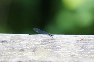 Gri yüzeydeki esmer dansçı böceğin yakın plan görüntüsü.