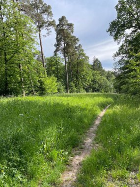 Mavi gökyüzünün altındaki çimlerin ve ağaçların dikey görüntüsü