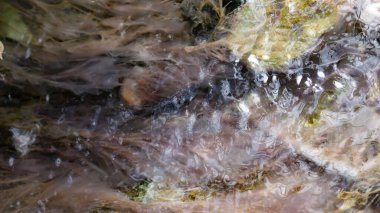 Beyaz yosun ve kahverengi taş suda.