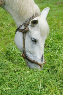 Sahada otlayan bir midillinin dikey görüntüsü.
