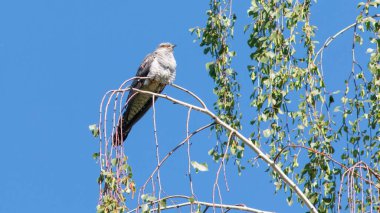 Gri bir guguk kuşu, açık mavi gökyüzünün altındaki bir dalın üzerine tünemiş, alçak açılı bir çekim.