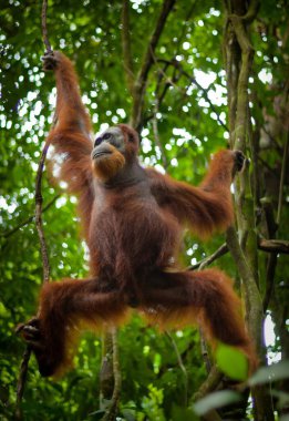 Ağaçtaki sevimli bir Sumatra orangutanının dikey yakın çekimi.