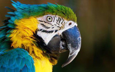 Ara papağanının bulanık bir görüntüsü.