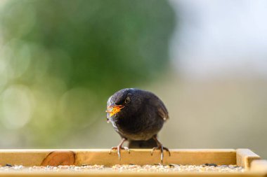 Kuş yemliğinin üzerinde oturan sıradan bir karatavuk.