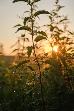 Parlak güneş yeşil bitkilerin arkasında parlıyor.
