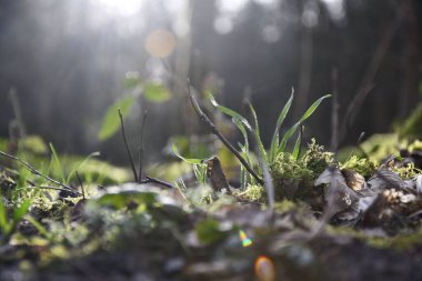 Sabah güneşinde ormandaki otlar ve yosunlar