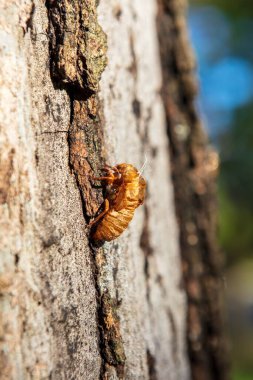 Doğulu Büyük Yavruların vahşi doğada dikey bir çekimi.