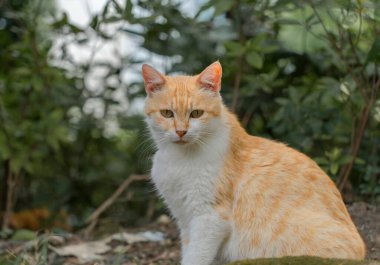 Ormandaki sevimli bir kedinin yakın plan fotoğrafı.