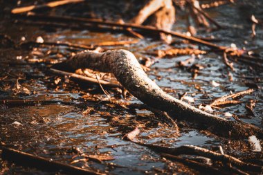 Çamurlu suda ağaç dallarına yakın çekim